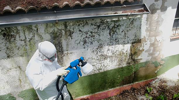 Top rated local Bathroom Mold Removal specialists in Ashland, IL